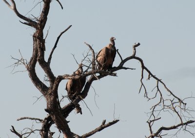 20090809075129 - Vultues in Kruger National Park 