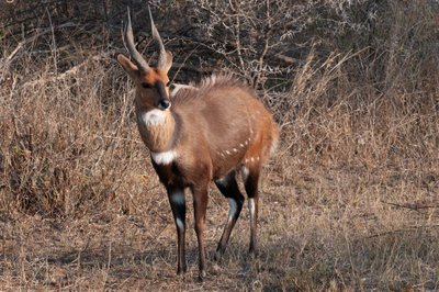 20090809085811 - Bushbuck in Kruger National Park
