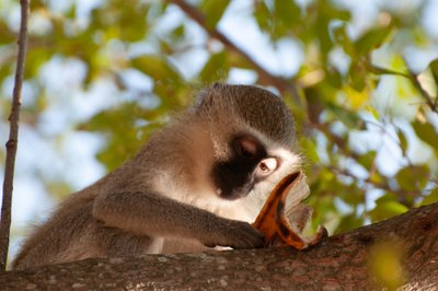 20090810013549 - Mischievous Vervet Monkey in Kruger National Park