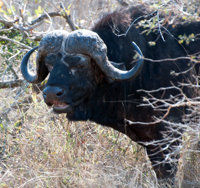 20090810033555 - Cape Buffalo, Kruger National Park (Crop)