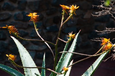 Flowering Aloe