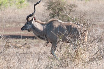 20090811015233 - Greater Kudu, Kruger National Park