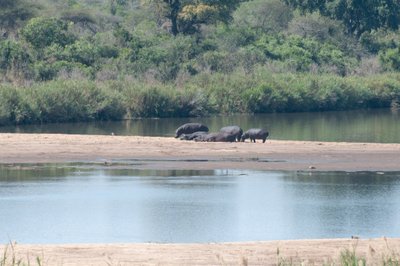 20090811043821 - Hippps on Sabie River