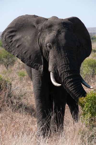 20090811064624 - Elephant on Lower Sabie Road