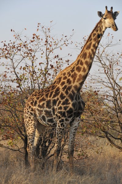 20090813001704 - Giraffe Feeding on Acacia Tree