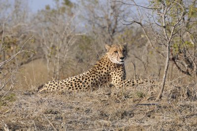 20090815005825 - Cheetah Resting on Termite Mound