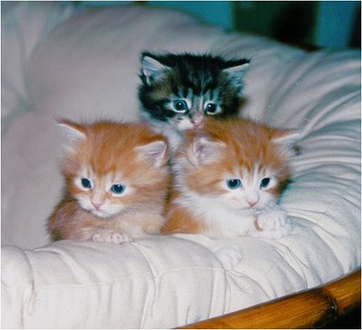 Bowl Full Of Kitties