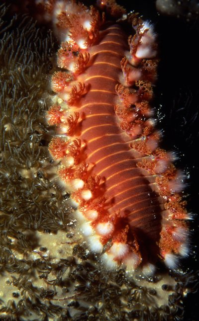 Bonaire 94   Bristle Worm