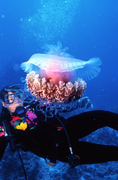 Palau   Kathy Attacked By Jellyfish