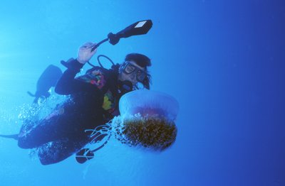 Palau   Kathy Chasing Jellyfish